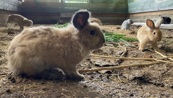 うさぎ　モンヴェール農山　新メンバー　　水俣　ふれあい広場