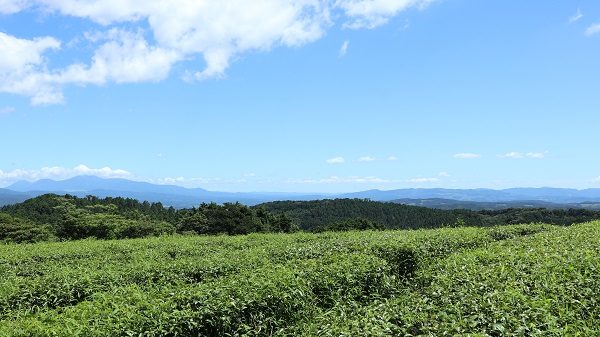 あまたま農園　水俣和紅茶　自然栽培　有機JAS