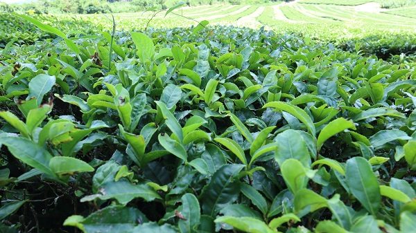 あまたま農園　水俣和紅茶　自然栽培　有機JAS