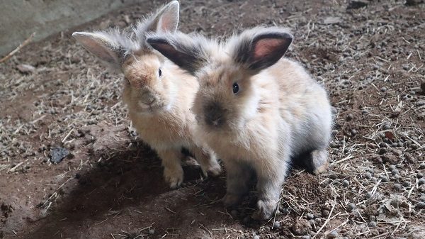 うさぎ　モンヴェール農山　新メンバー　　水俣　ふれあい広場